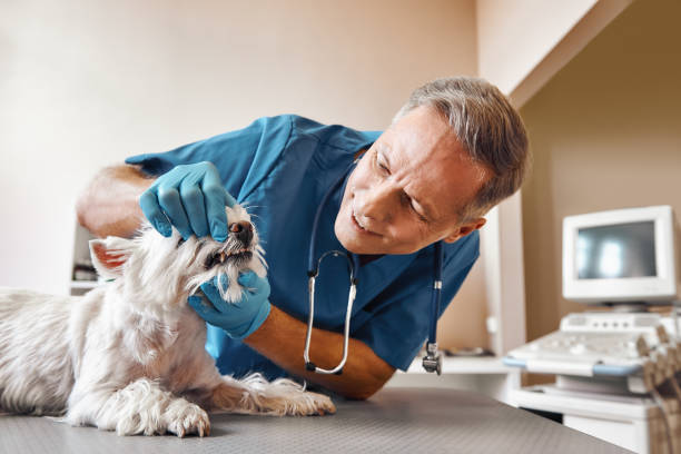 Best Emergency Root Canal Treatment in Mayo, SC